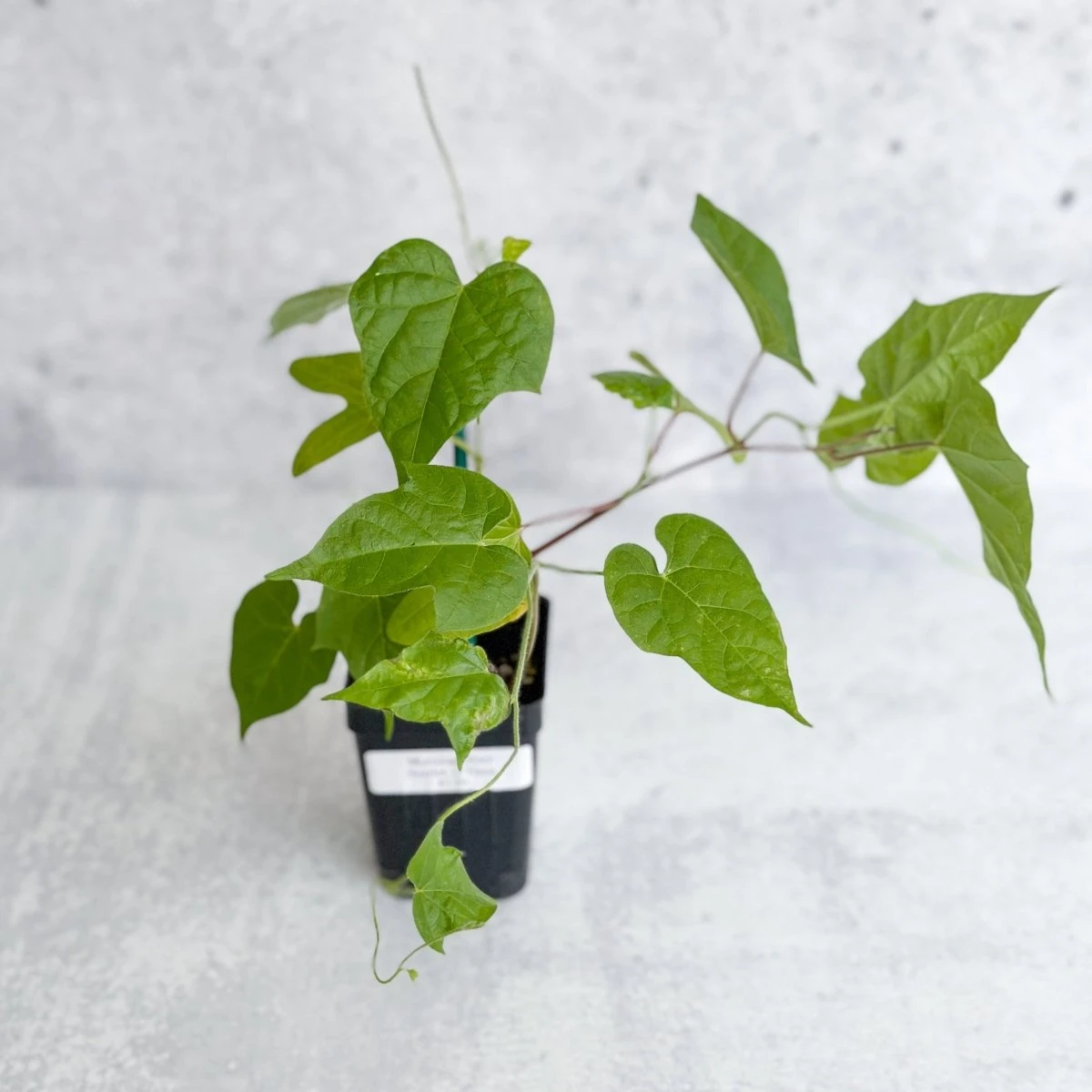 Morning Glory 'Scarlet O’Hara’- Pink Morning Glory 4 Morning Glory 'Scarlet O’Hara’- Pink Morning Glory - Image 2