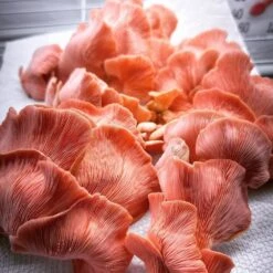 Mushroom Fruiting & Incubation 3-Tier Walden White LED Grow Tent Kit -Eds Plant Shop mushroom fruiting incubation 3 tier walden white led grow tent kit 794825