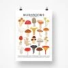 Mushrooms Species ID Chart - Botanical Fungi Art Print 1 Mushrooms Species ID Chart - Botanical Fungi Art Print -Eds Plant Shop mushrooms species id chart botanical fungi art print 479511
