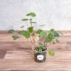 Nasturium - Tall Trailing Nasturitium Mix -Eds Plant Shop nasturium tall trailing nasturitium mix 605137