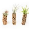 Natural Cholla Wood Container - 6 Inches Tall With Tillandsia Assorted Air Plants -Eds Plant Shop natural cholla wood container 6 inches tall with tillandsia assorted air plants 8599710