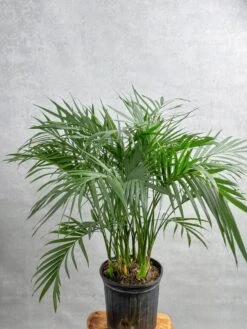 Neanthe - Bella Palm - Floor Plant 7 Neanthe - Bella Palm - Floor Plant -Eds Plant Shop neanthe bella palm floor plant 531880