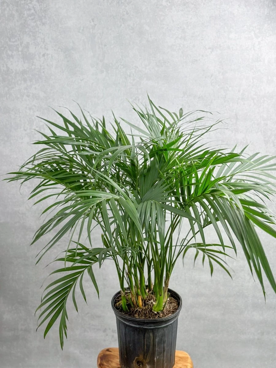 Neanthe - Bella Palm - Floor Plant 5 Neanthe - Bella Palm - Floor Plant - Image 3