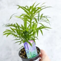 Chamaedorea Elegans -Neanthe Bella Palm -Eds Plant Shop neanthe bella palm various sizes 250051