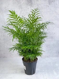 Chamaedorea Elegans -Neanthe Bella Palm -Eds Plant Shop neanthe bella palm various sizes 480720