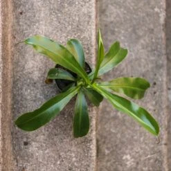 Nepenthes Gracilis - Pitcher Plant - Hanging Basket -Eds Plant Shop nepenthes gracilis pitcher plant 4 inch hanging basket 415155
