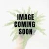 Nephrolepsis Cordifolia 'Lemon Button' - Lemon Button Fern 2 Nephrolepsis Cordifolia 'Lemon Button' - Lemon Button Fern -Eds Plant Shop nephrolepsis cordifolia lemon button lemon button fern 301330