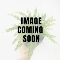 Nephrolepsis Cordifolia 'Lemon Button' - Lemon Button Fern
