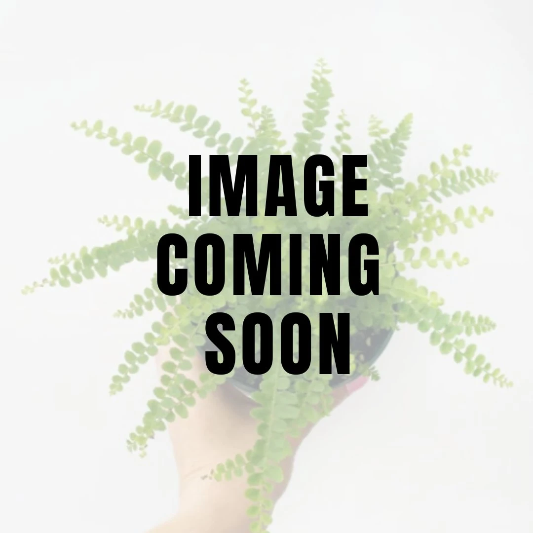Nephrolepsis Cordifolia 'Lemon Button' - Lemon Button Fern 3 Nephrolepsis Cordifolia 'Lemon Button' - Lemon Button Fern