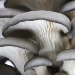 Organic Blue Oyster ‘Spray & Grow’ Mushroom Growing Kit -Eds Plant Shop organic blue oyster spray grow mushroom growing kit 668052