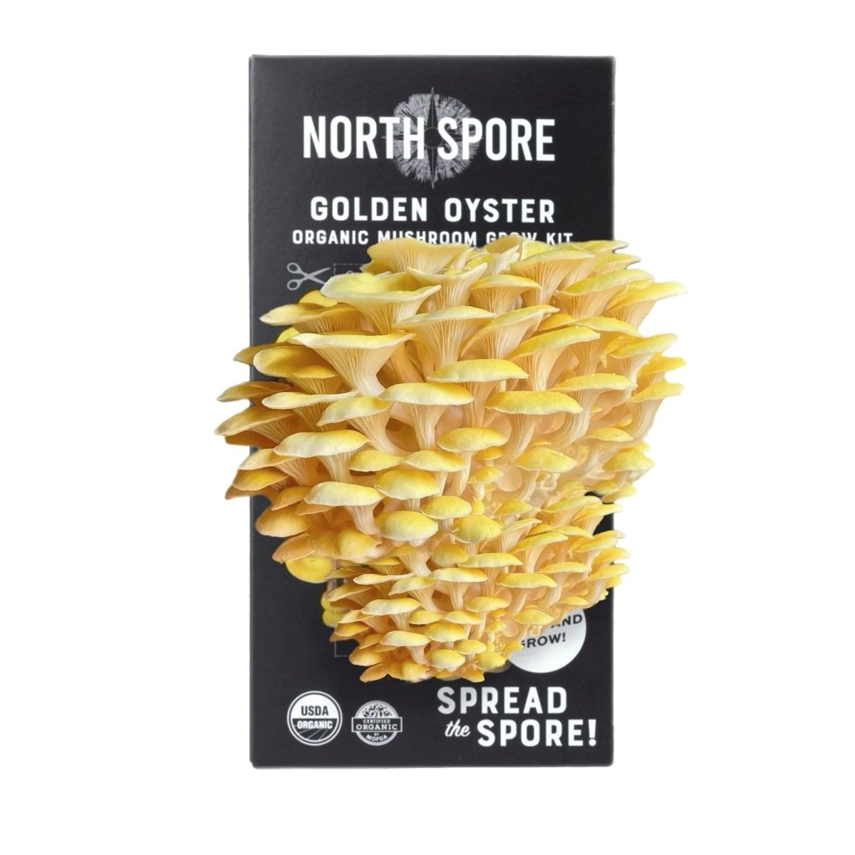 Organic Golden Oyster ‘Spray & Grow’ Mushroom Growing Kit 3 Organic Golden Oyster ‘Spray & Grow’ Mushroom Growing Kit