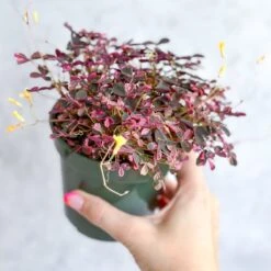 Oxalis Spiralis ‘Bi-Color’ - Candy Cane Shamrock -Eds Plant Shop oxalis bicolor candy cane shamrock 45 inch 895873