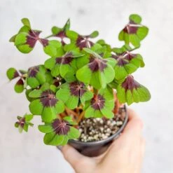 Oxalis Tetraphylla - Iron Cross Shamrock -Eds Plant Shop oxalis tetraphylla iron cross shamrock various sizes 455672