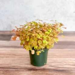 Golden Oxalis (Oxalis Vulcanicola ‘Copper Glow’) -Eds Plant Shop oxalis vulcanicola copper glow golden oxalis 45 inch 932912
