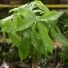 Pachira Aquatica 'Money Tree' Floor Plant - NYC Local Only -Eds Plant Shop pachira aquatica money tree floor plant nyc local pickup delivery only 958829