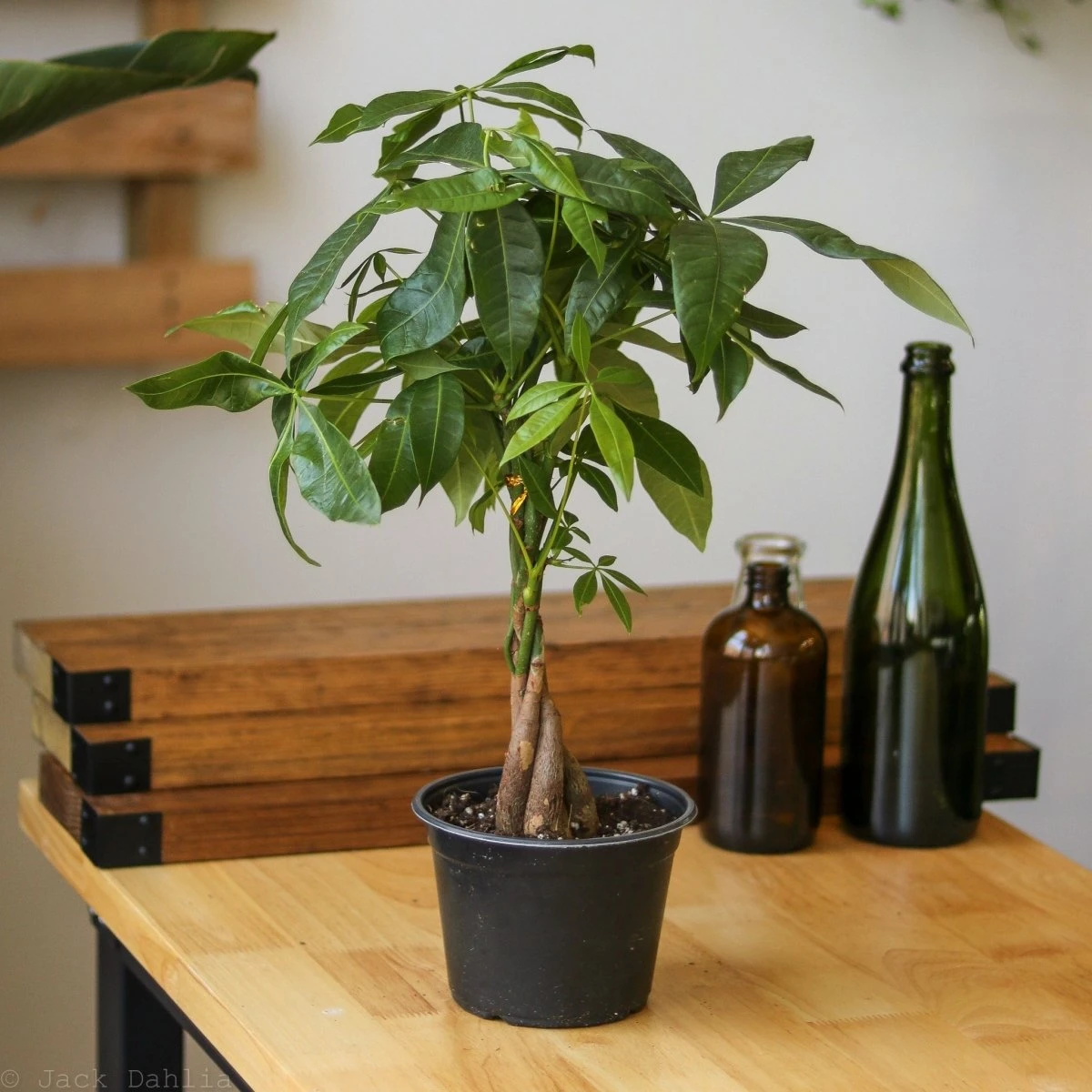 Pachira Aquatica 'Money Tree' 4 Pachira Aquatica 'Money Tree' - Image 2