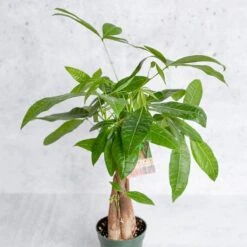 Pachira Aquatica 'Money Tree' 9 Pachira Aquatica 'Money Tree' -Eds Plant Shop pachira aquatica money tree various sizes 205067