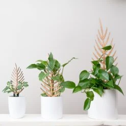 Palmella - Plant Support & Trellis -Eds Plant Shop palmella plant support trellis 364570