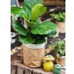Paper Bag Style Concrete Garden Planter With Drainage – 3 Sizes -Eds Plant Shop paper bag style concrete garden planter with drainage 3 sizes 355104