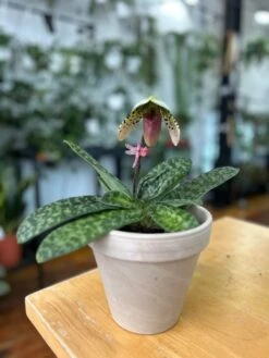 Paphiopedilum Montera - Slipper Orchid 13 Paphiopedilum Montera - Slipper Orchid -Eds Plant Shop paphiopedilum montera slipper orchid 293170