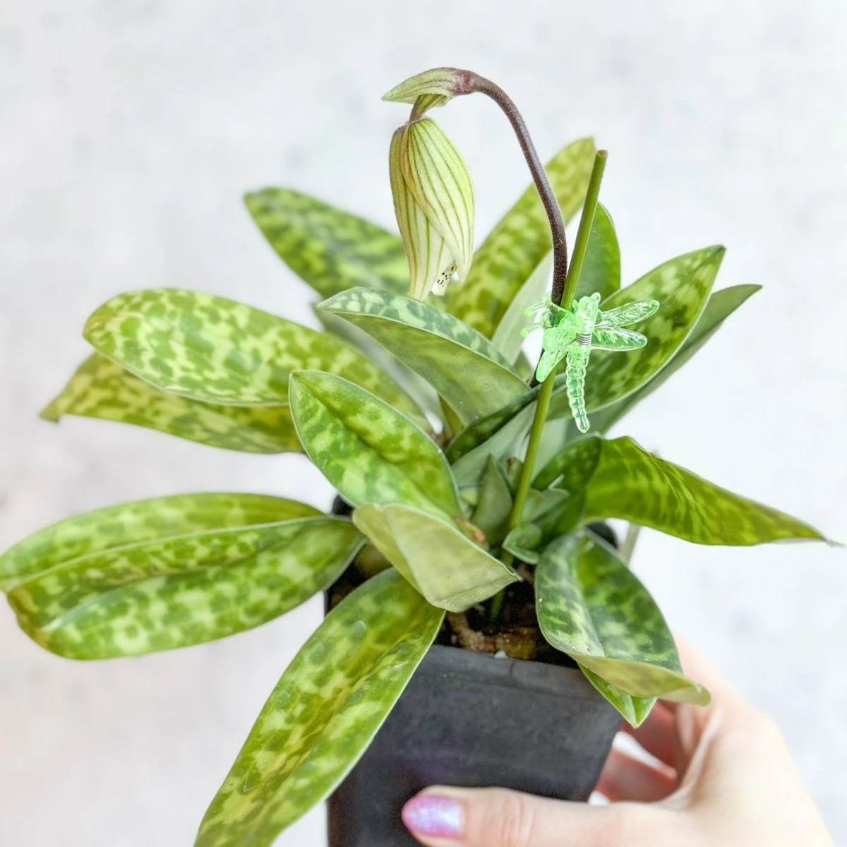 Paphiopedilum Montera - Slipper Orchid 3 Paphiopedilum Montera - Slipper Orchid