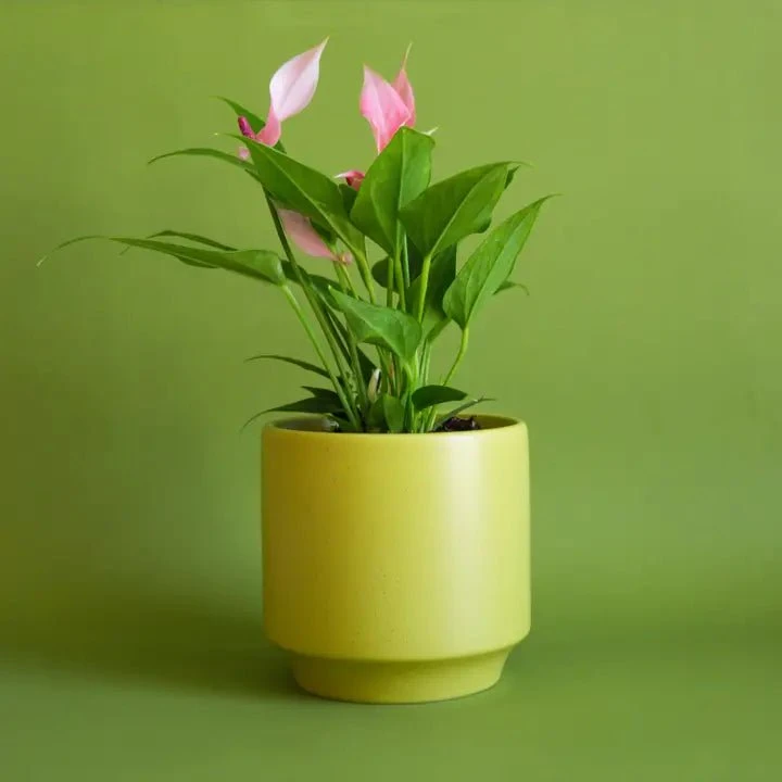 Parker Planter Pot | Palm Speckle 4 Parker Planter Pot | Palm Speckle - Image 2