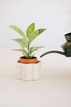 Paula Self-Watering Planter Pot – Speckled White 12 Paula Self-Watering Planter Pot – Speckled White -Eds Plant Shop paula self watering planter pot speckled white 2768495