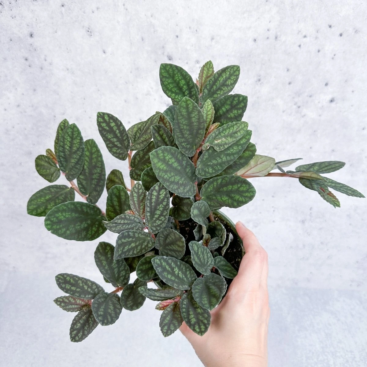 Pellionia Pulchra - Polynesian Ivy 4 Pellionia Pulchra - Polynesian Ivy - Image 2