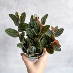 Pellionia Pulchra - Polynesian Ivy 11 Pellionia Pulchra - Polynesian Ivy -Eds Plant Shop pellionia pulchra polynesian ivy 816787