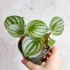Peperomia Argyreia 'Watermelon Peperomia' - Hanging Basket -Eds Plant Shop peperomia argyreia watermelon peperomia hanging basket 866013