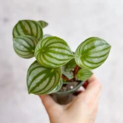 Peperomia Argyreia 'Watermelon Peperomia' -Eds Plant Shop peperomia argyreia watermelon peperomia various sizes 510758