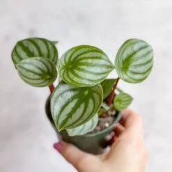 Peperomia Argyreia 'Watermelon Peperomia' -Eds Plant Shop peperomia argyreia watermelon peperomia various sizes 742351