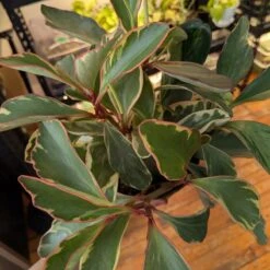 Peperomia Clusiifolia 'Ginny' - Tricolor Peperomia 11 Peperomia Clusiifolia 'Ginny' - Tricolor Peperomia -Eds Plant Shop peperomia clusiifolia ginny tricolor peperomia 259801