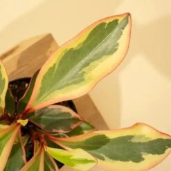 Peperomia Clusiifolia 'Ginny' - Tricolor Peperomia 9 Peperomia Clusiifolia 'Ginny' - Tricolor Peperomia -Eds Plant Shop peperomia clusiifolia ginny tricolor peperomia 4832467