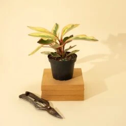 Peperomia Clusiifolia 'Ginny' - Tricolor Peperomia 10 Peperomia Clusiifolia 'Ginny' - Tricolor Peperomia -Eds Plant Shop peperomia clusiifolia ginny tricolor peperomia 6847896