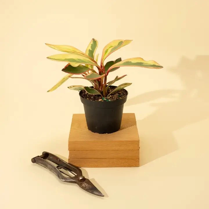 Peperomia Clusiifolia 'Ginny' - Tricolor Peperomia 6 Peperomia Clusiifolia 'Ginny' - Tricolor Peperomia - Image 4