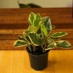 Peperomia Clusiifolia - ‘Tricolor Peperomia’ -Eds Plant Shop peperomia clusiifolia tricolor peperomia 834713