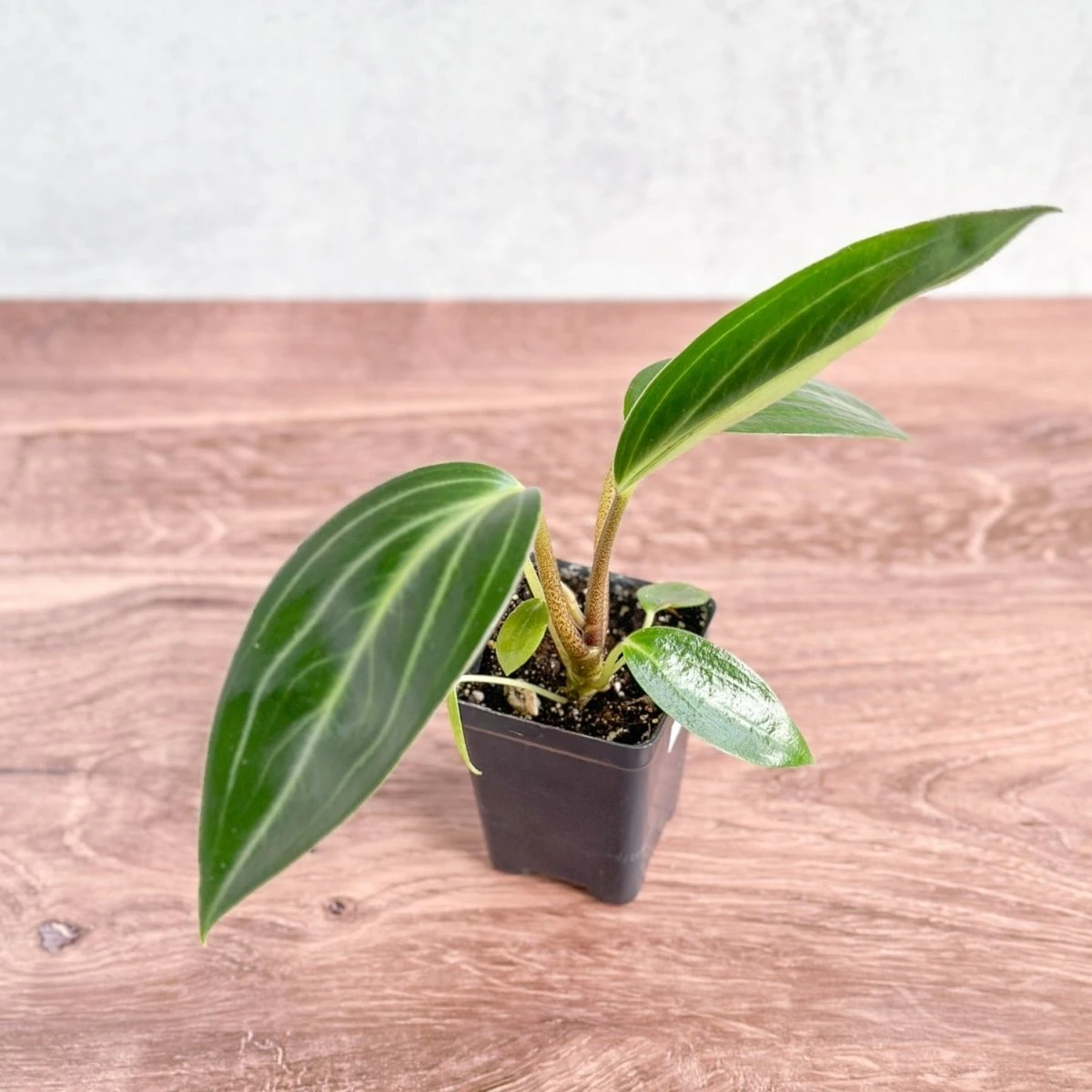 Peperomia Elongata 4 Peperomia Elongata - Image 2