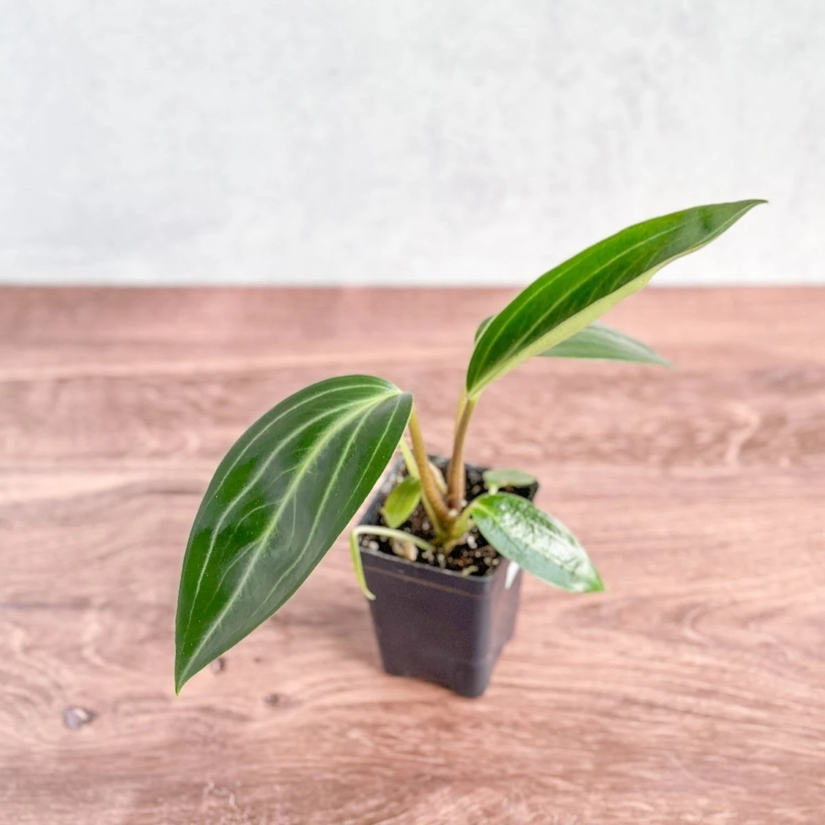 Peperomia Elongata 3 Peperomia Elongata