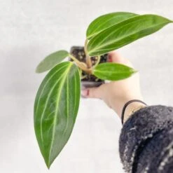 Peperomia Elongata 8 Peperomia Elongata -Eds Plant Shop peperomia elongata 942983