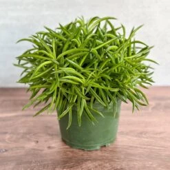 Peperomia Ferreyrae “Happy Bean” - Happy Bean Plant
