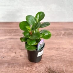 Peperomia Obtusifolia ‘Green’ (Baby Rubber Plant) -Eds Plant Shop peperomia obtusifolia green 871137
