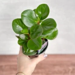 Peperomia Obtusifolia ‘Green’ (Baby Rubber Plant)