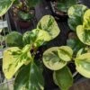 Peperomia Obtusifolia ‘Marble’ - Marble Peperomia 1 Peperomia Obtusifolia ‘Marble’ - Marble Peperomia -Eds Plant Shop peperomia obtusifolia marble marble peperomia 900694