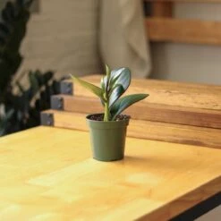 Peperomia Obtusifolia Red Edge 11 Peperomia Obtusifolia Red Edge -Eds Plant Shop peperomia obtusifolia red edge 35 inch 522016