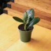 Peperomia Obtusifolia Red Edge -Eds Plant Shop peperomia obtusifolia red edge 35 inch 728254
