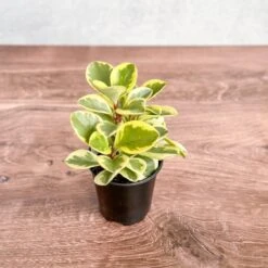 Peperomia Obtusifolia Variegata 'Baby Rubber Plant' -Eds Plant Shop peperomia obtusifolia variegata baby rubber plant 420331