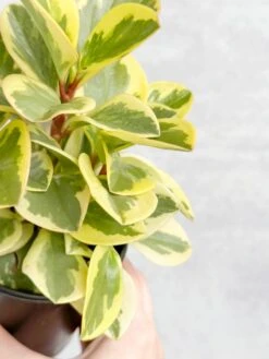 Peperomia Obtusifolia Variegata 'Baby Rubber Plant' -Eds Plant Shop peperomia obtusifolia variegata baby rubber plant 818892