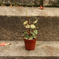 Peperomia 'Piccolo Banda' Albovittata -Eds Plant Shop peperomia piccolo banda albovittata 256815