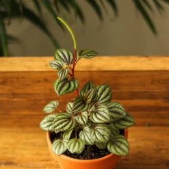 Peperomia 'Piccolo Banda' Albovittata -Eds Plant Shop peperomia piccolo banda albovittata 588999